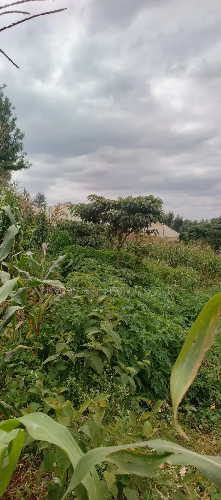50*100 Plots for Sale in Kiserian St. Patrick's Road in Kiserian