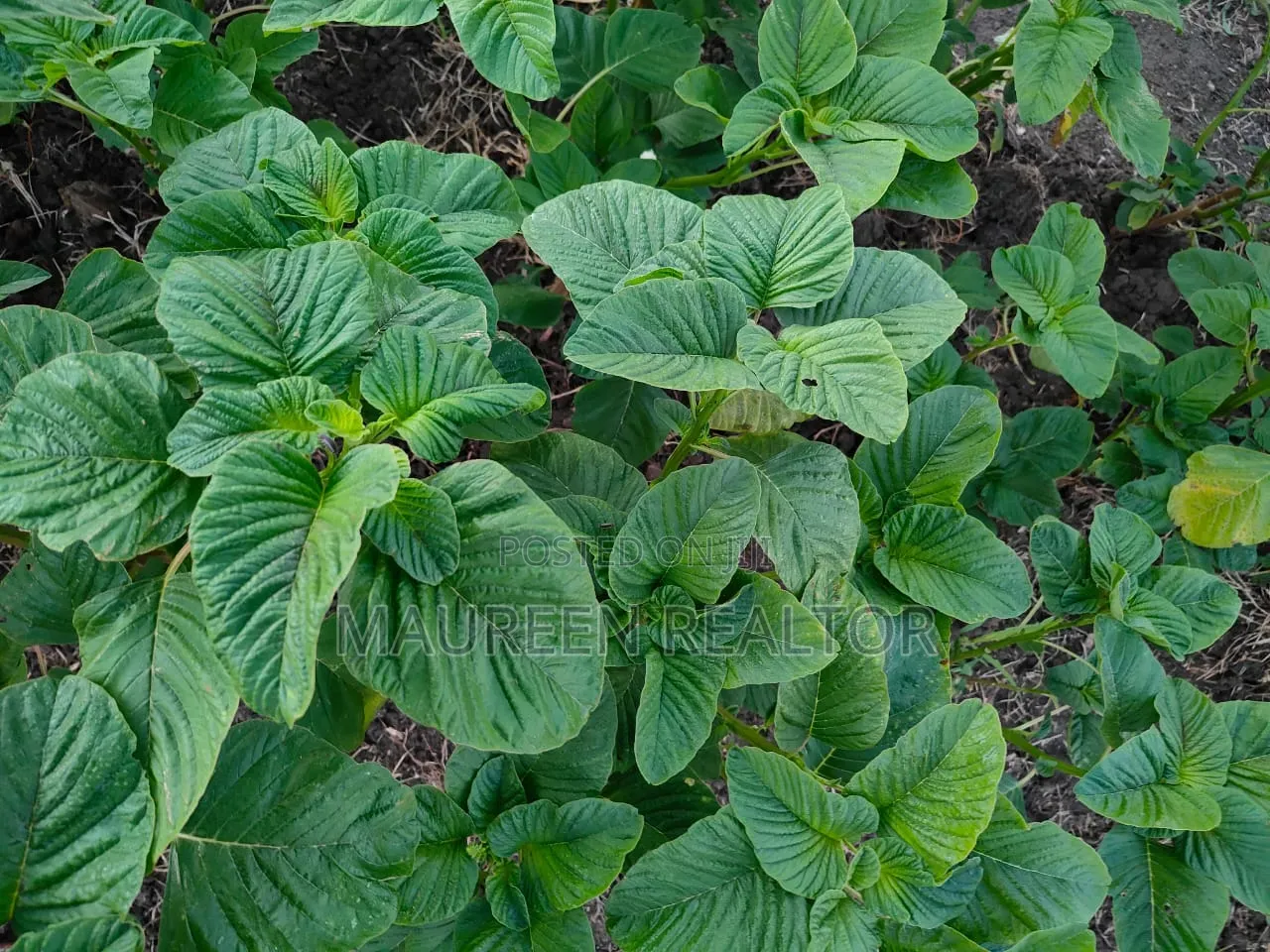Prime Acres Malindi in Adu