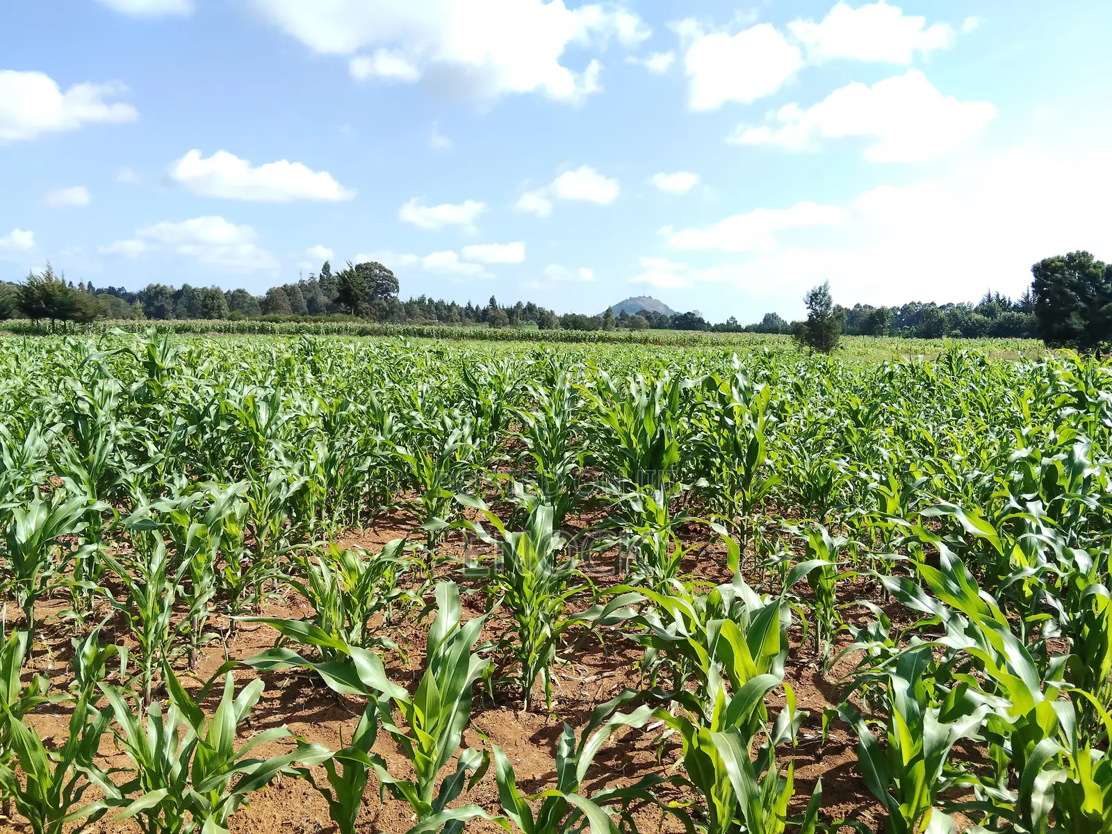 Kaptuli 6.5 Acres for Sale, Eldoret in Sergoit
