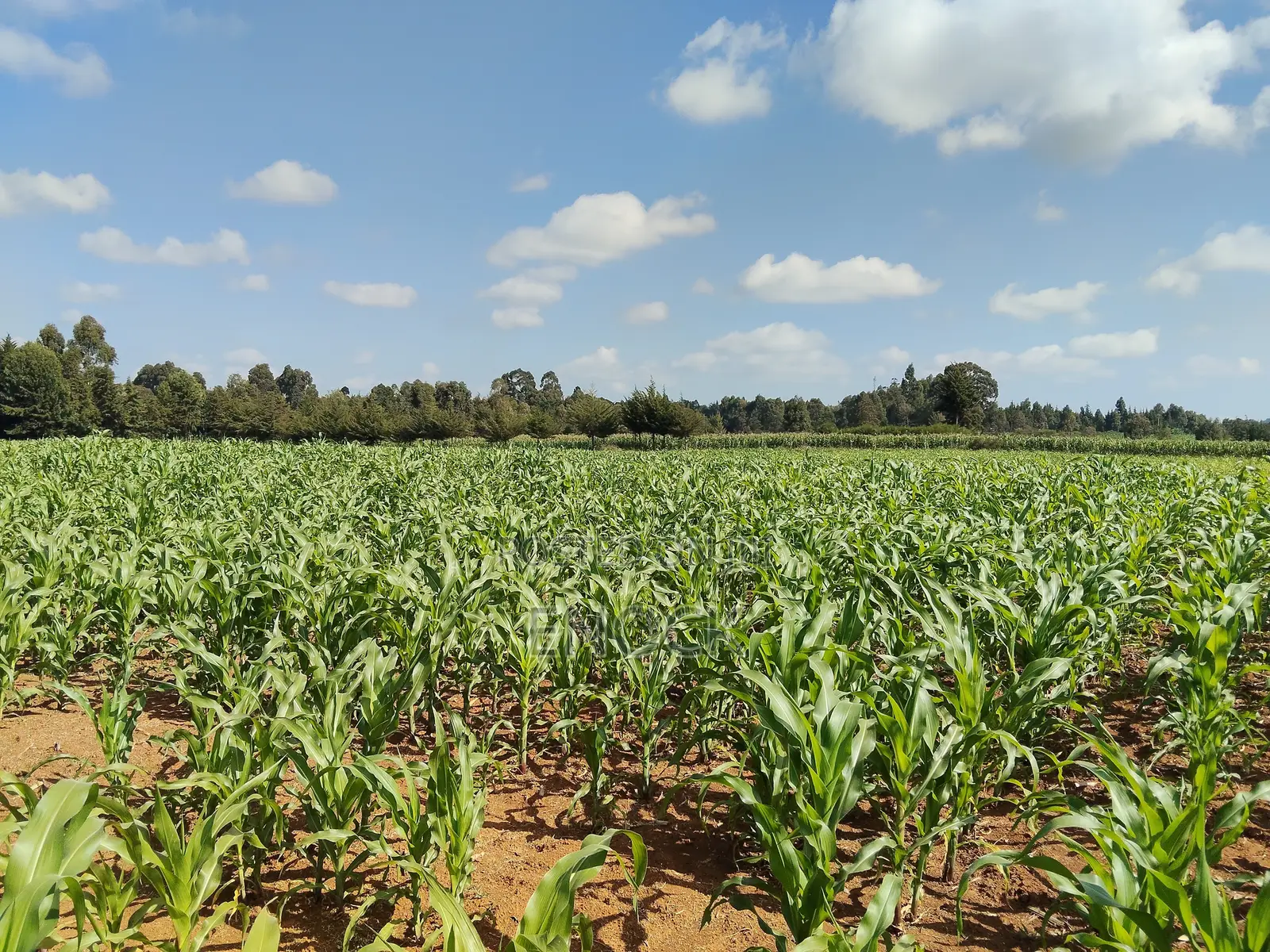 Kaptuli 6.5 Acres for Sale, Eldoret in Sergoit