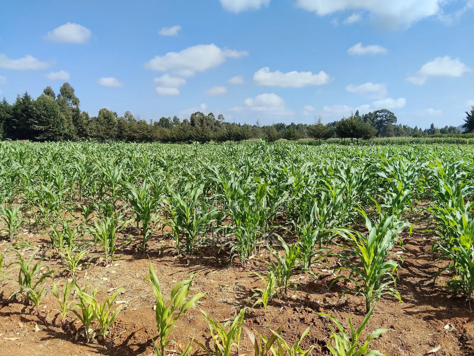 Kaptuli 6.5 Acres for Sale, Eldoret in Sergoit