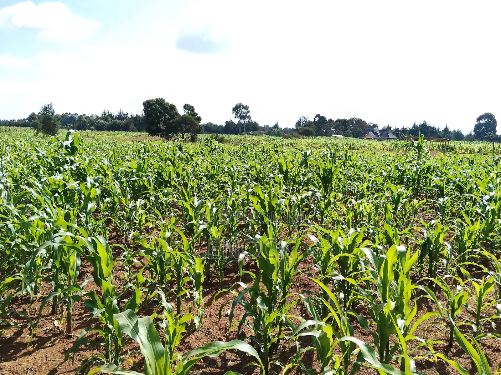Kaptuli 6.5 Acres for Sale, Eldoret in Sergoit