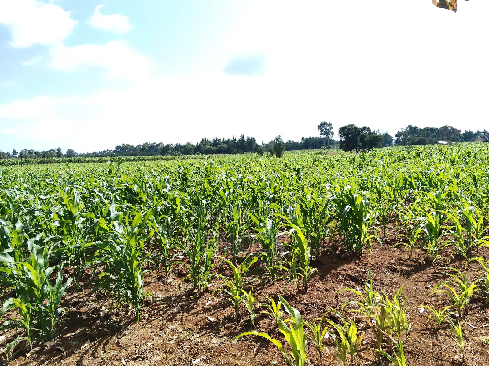 Kaptuli 6.5 Acres for Sale, Eldoret in Sergoit
