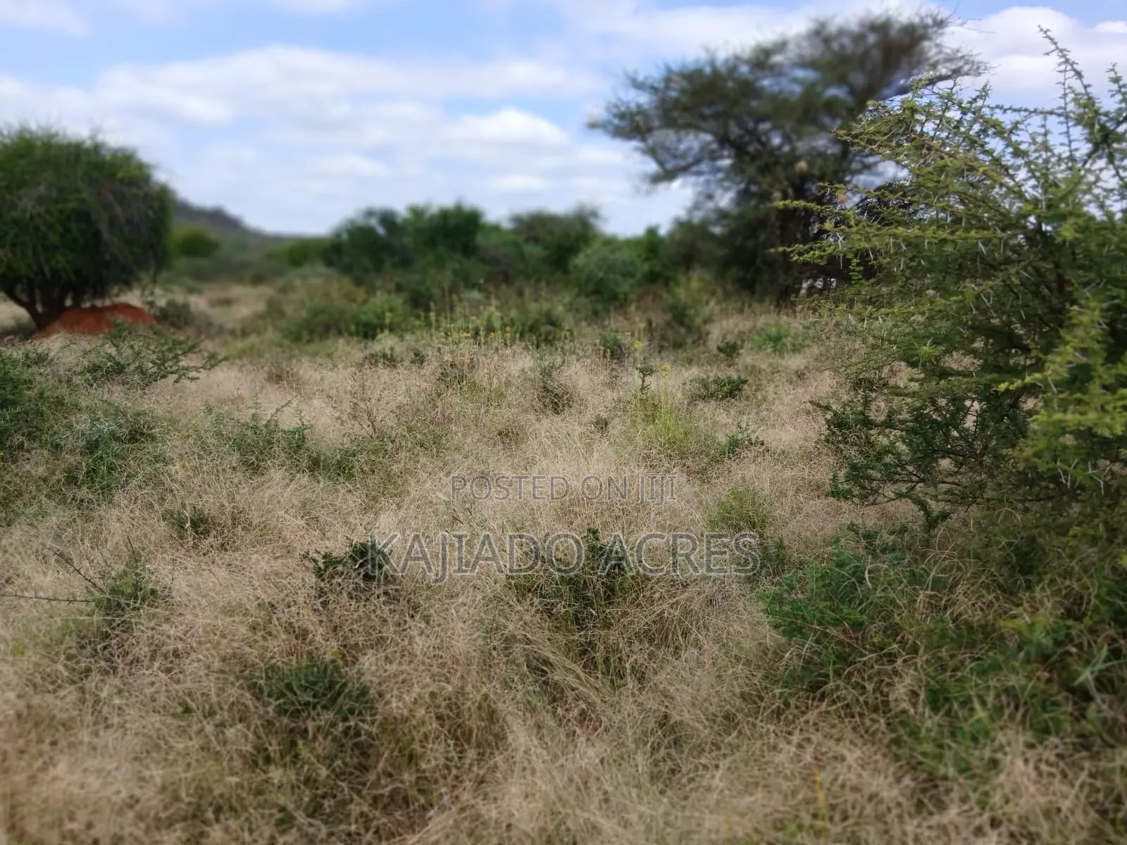 38 Acres Nguyan at Per Acre in Ewaso Kendong