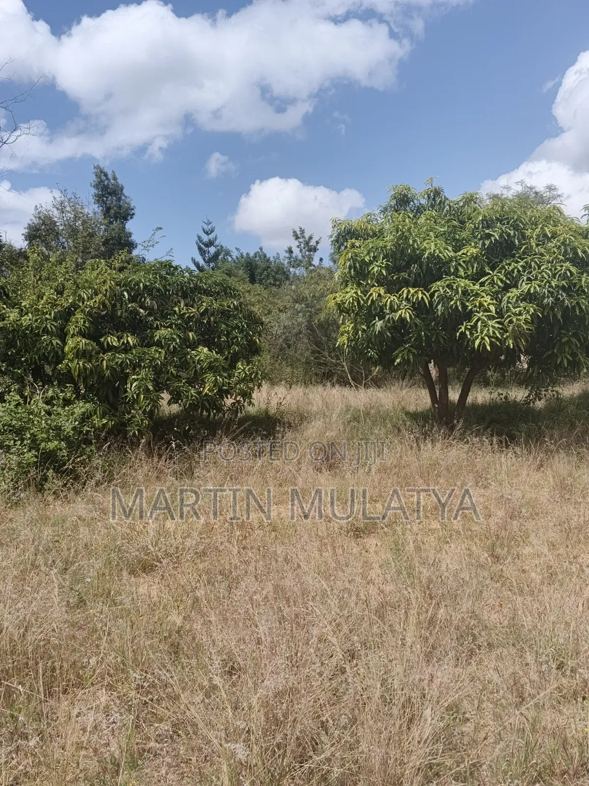 Land For Sell in Junction