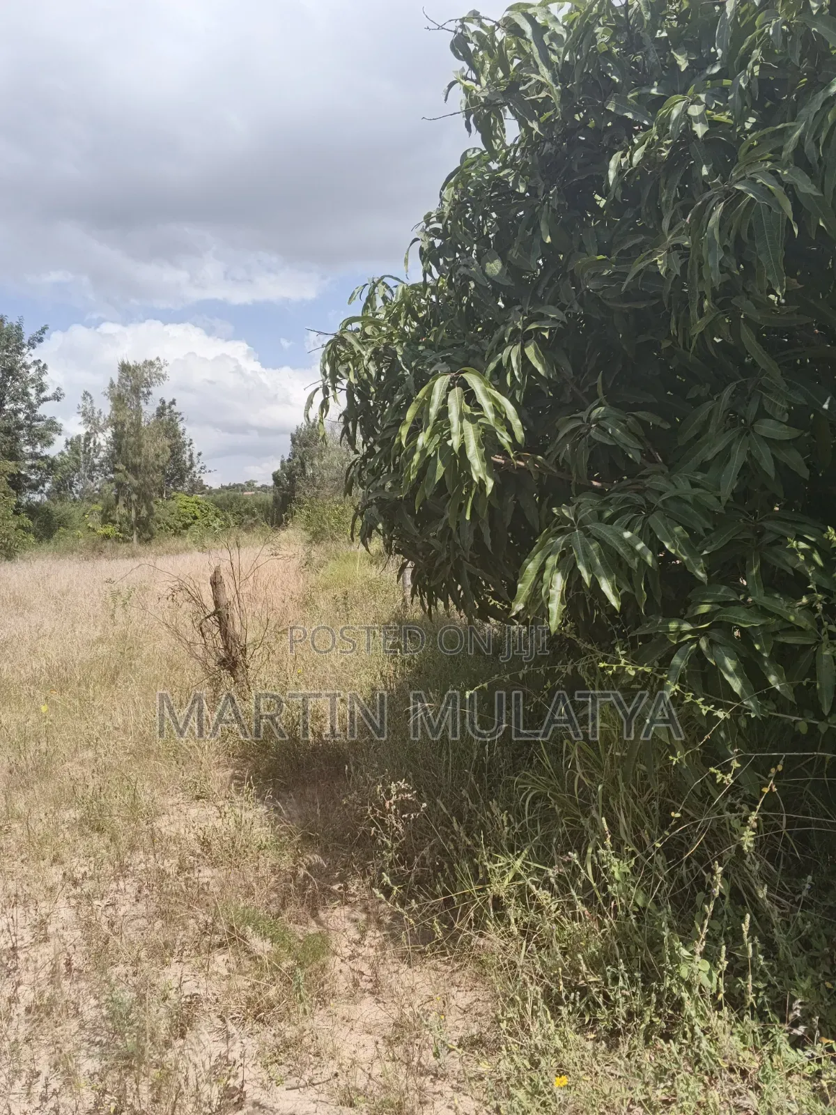 Land For Sell in Junction