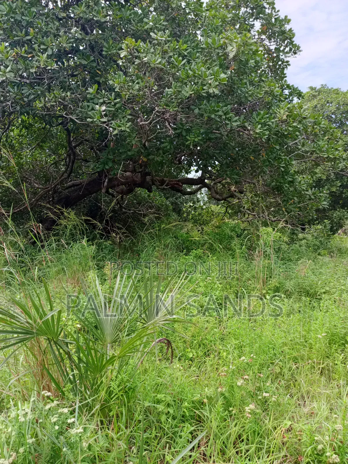1.5 Acres in Kinondo Diani for Low Price Sale! in Diani
