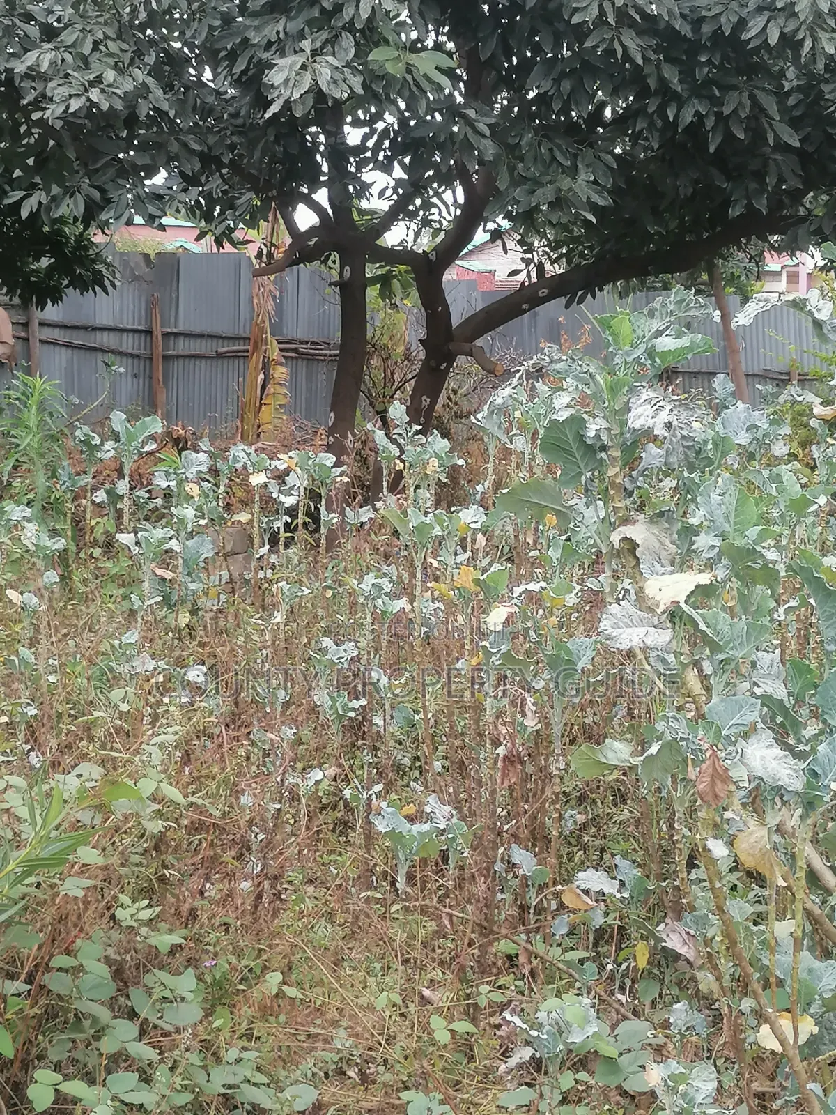 Kahawa Sukari Prime Residential 1⁄4 Acre Plot for Sale With Title in Kahawa Sukari