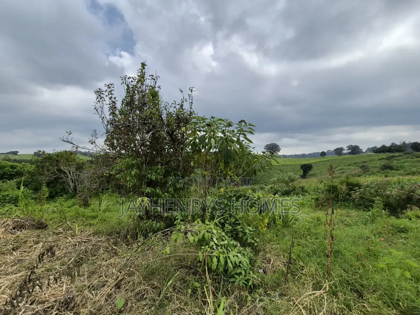 3 Acres of Land for Sale in Riara Ridge,Tigoni at KSHS in Tigoni