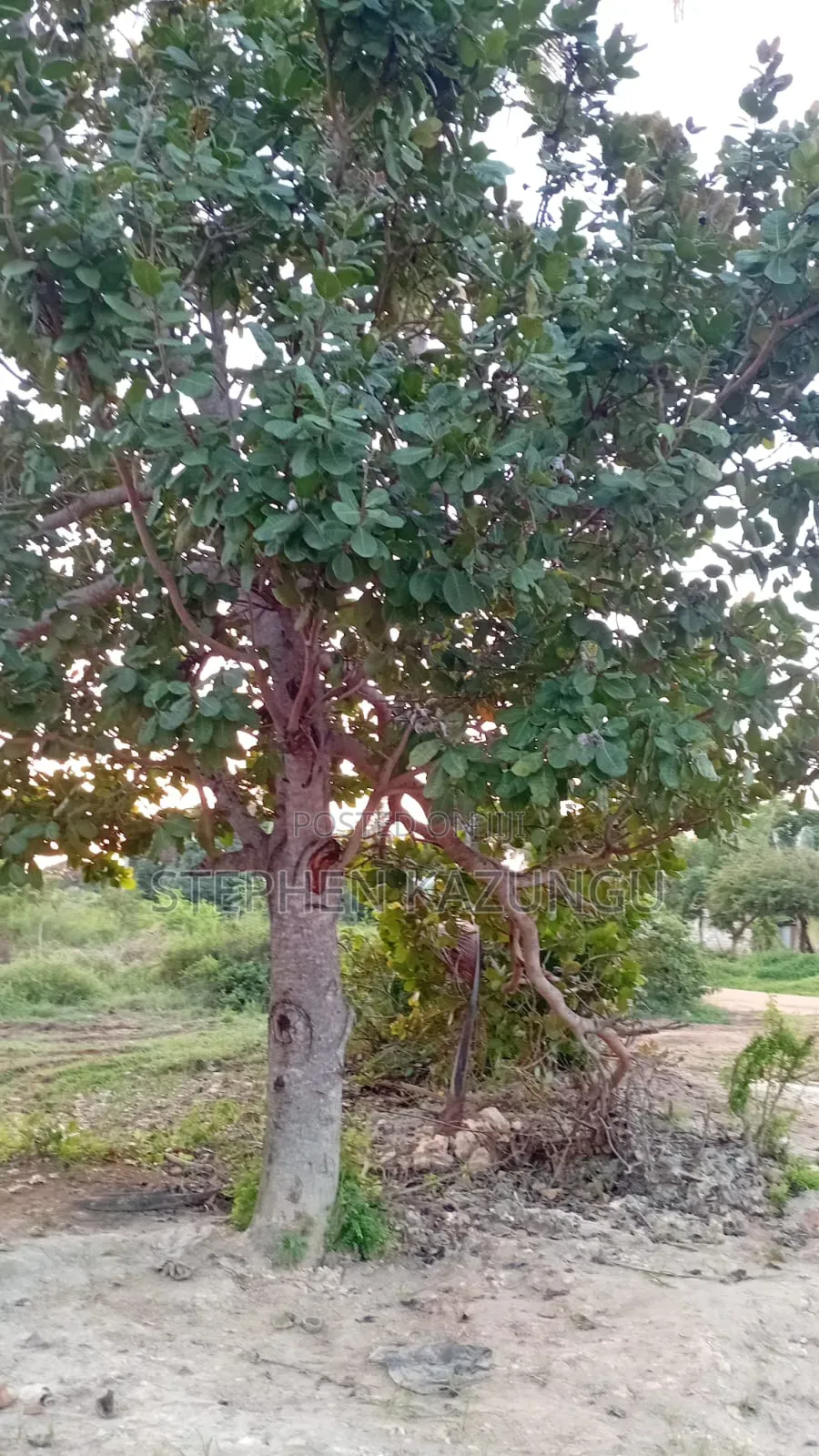 1/2 Acre Plot at Ganja La Simba Near Kinondo/Mwabungo Town Centres. in Ukunda