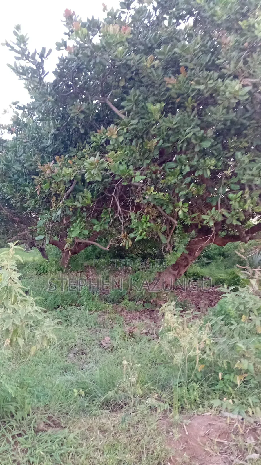 1/2 Acre Plot at Ganja La Simba Near Kinondo/Mwabungo Town Centres. in Ukunda