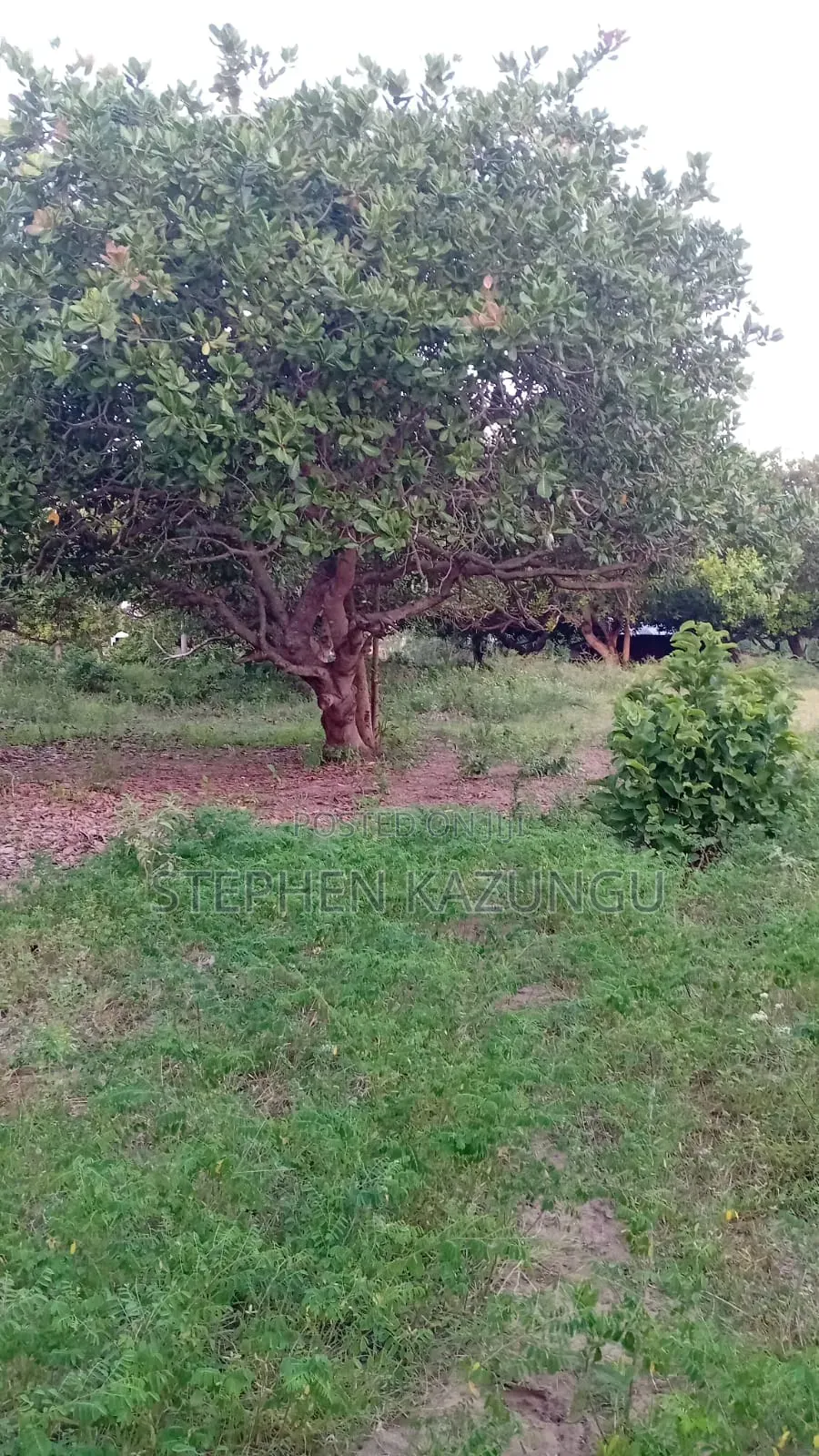1 Acre Plot on Sale at Ganja La Simba Near Kinondo/Mwabungo Areas. in Ukunda