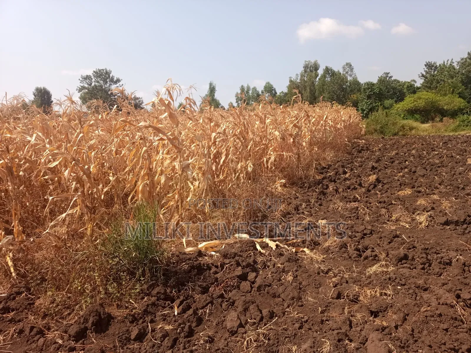 Half an Acre on Sale at Kirinyaga -Kandongu in Kerugoya