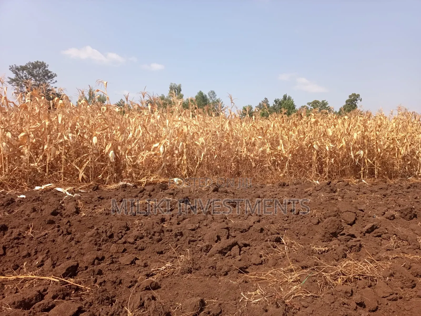 Half an Acre on Sale at Kirinyaga -Kandongu in Kerugoya
