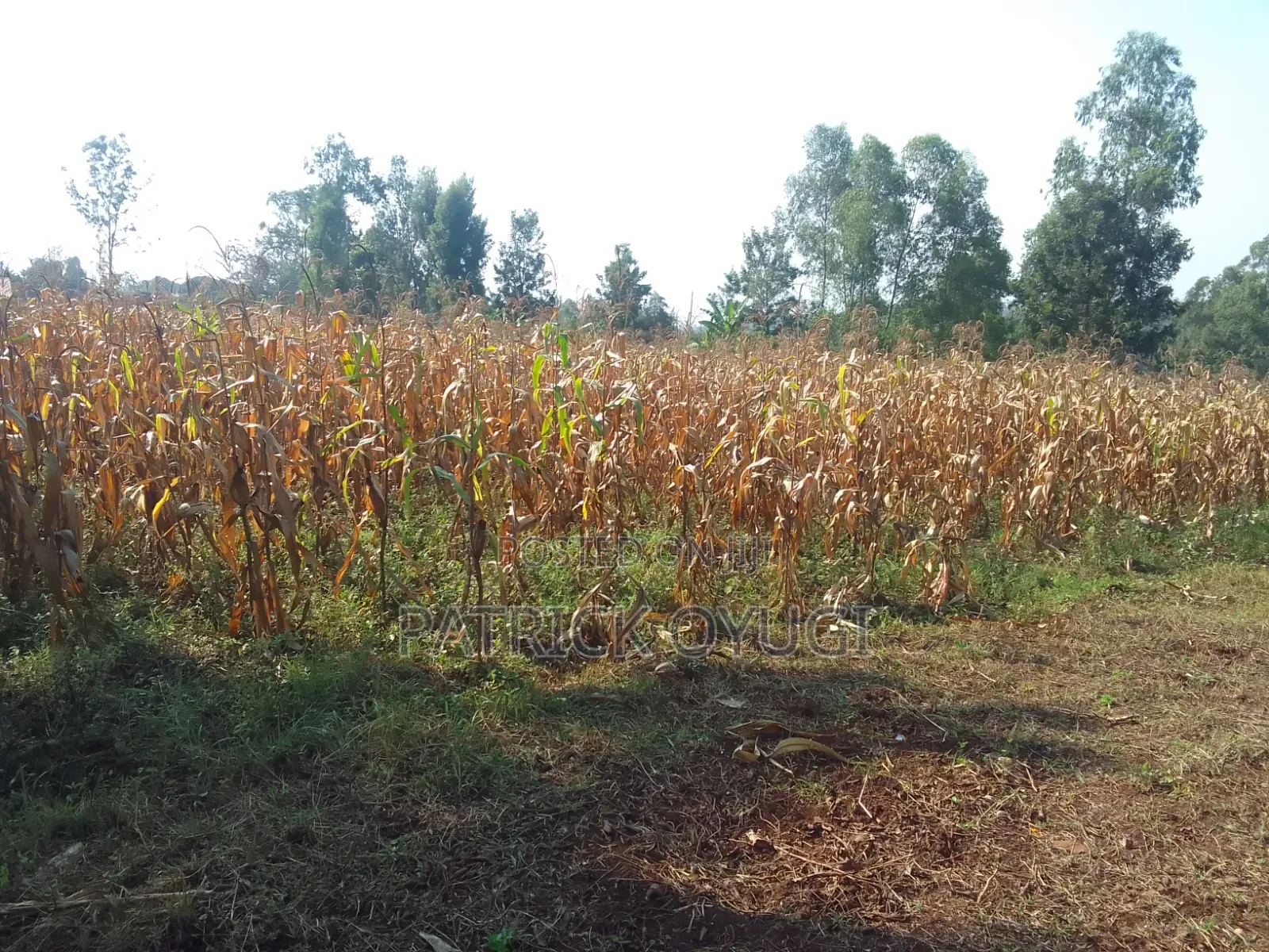 An Acre Freehold Land in Kisumu Behind Royal Swiz Hotel in North Kisumu