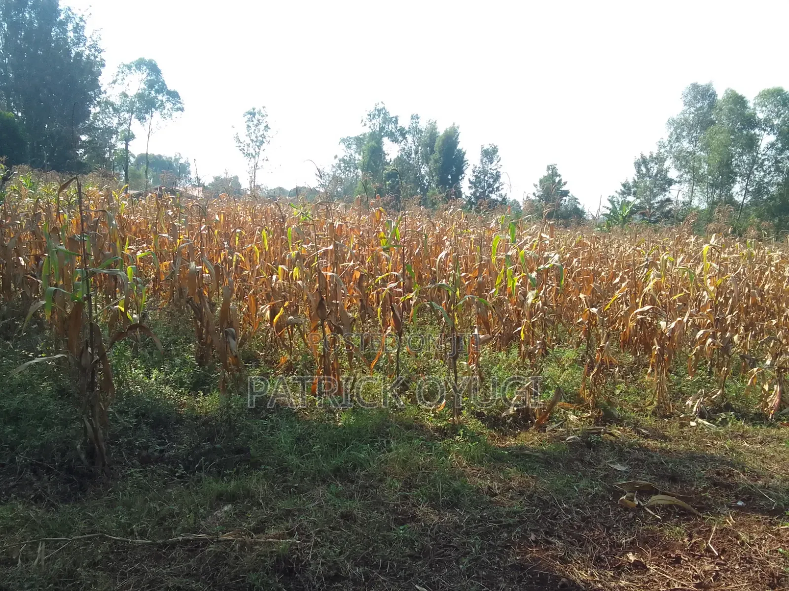 An Acre Freehold Land in Kisumu Behind Royal Swiz Hotel in North Kisumu