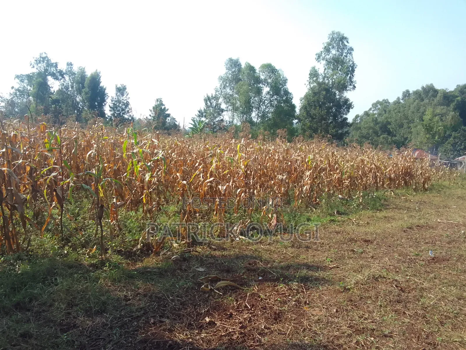 An Acre Freehold Land in Kisumu Behind Royal Swiz Hotel in North Kisumu