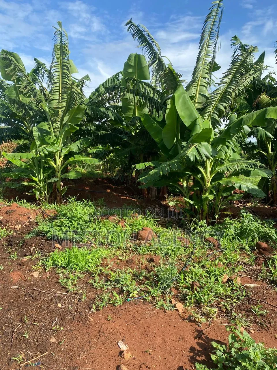 50 Acres Prime Agricultural Land in Ishiara Embu in Kiambere