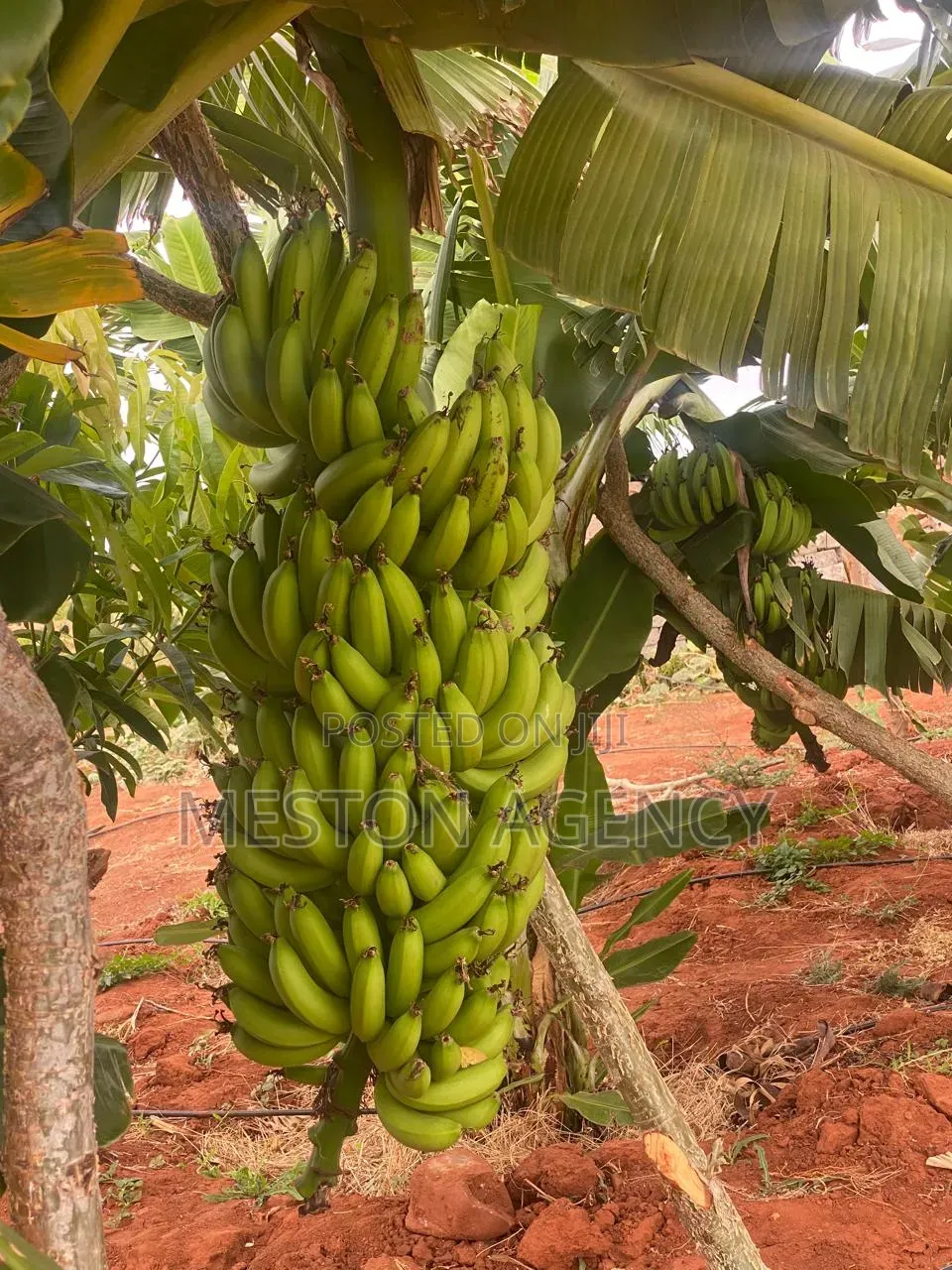 50 Acres Prime Agricultural Land in Ishiara Embu in Kiambere