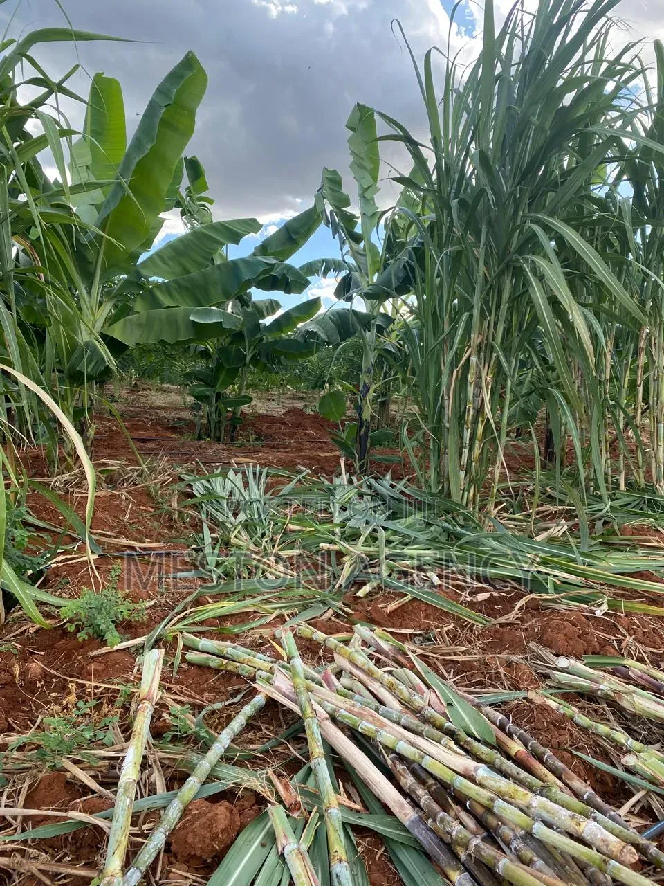 50 Acres Prime Agricultural Land in Ishiara Embu in Kiambere
