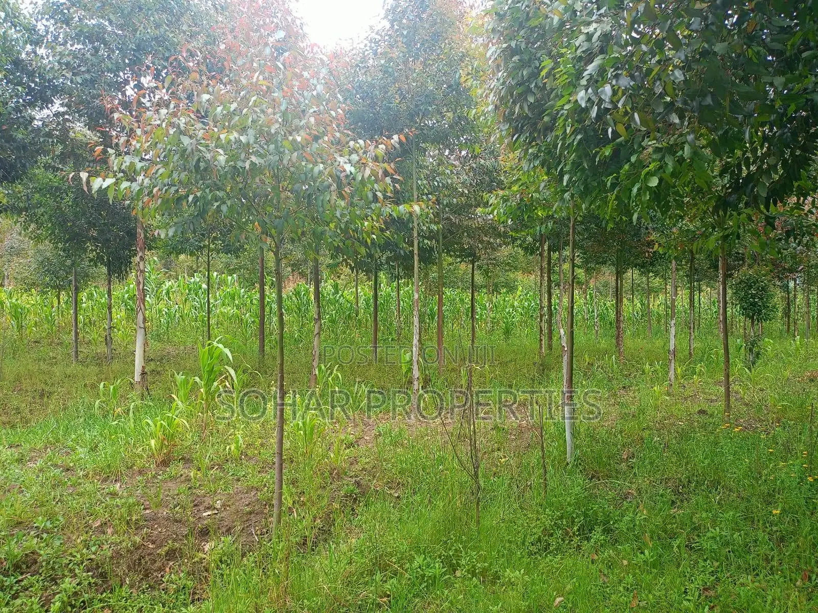 10 Acres Prime Agricultural Land on Sale in Nyandarua, Engineer in Engineer