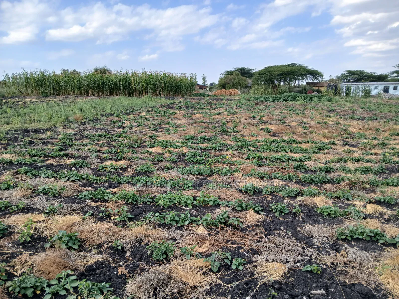 Very Prime Acre 100 Metres Off Kiseria-Isinya Tarmac Near Dawamu SCH in Kiserian