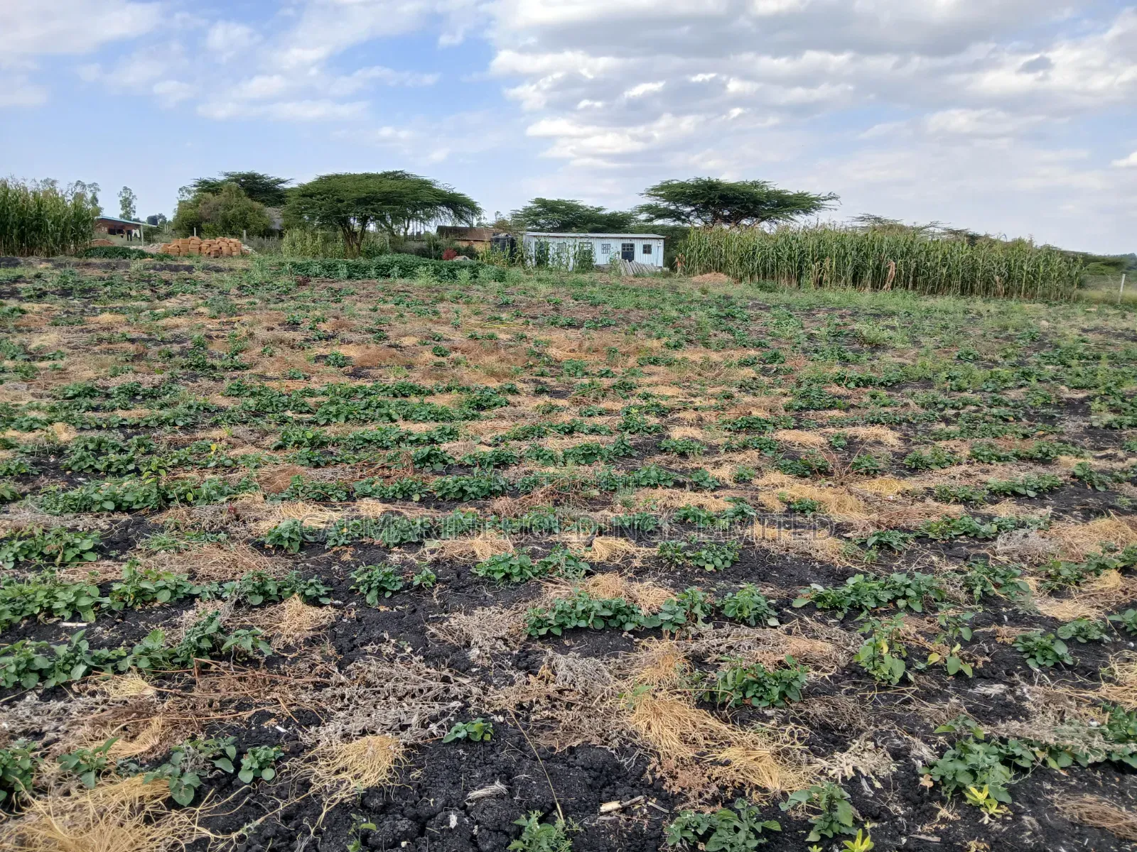 Very Prime Acre 100 Metres Off Kiseria-Isinya Tarmac Near Dawamu SCH in Kiserian