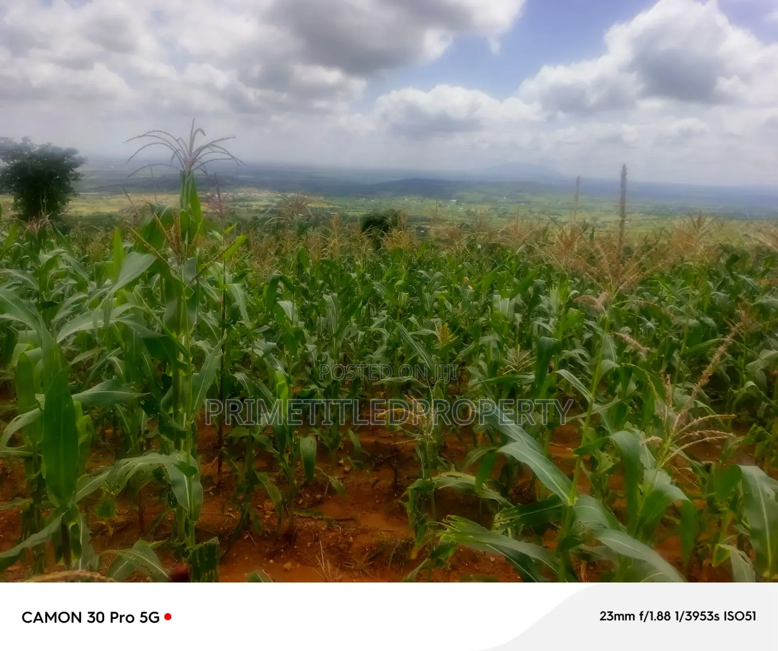 6 Acres at Mua Hills Best for Homestead in Mua Hills