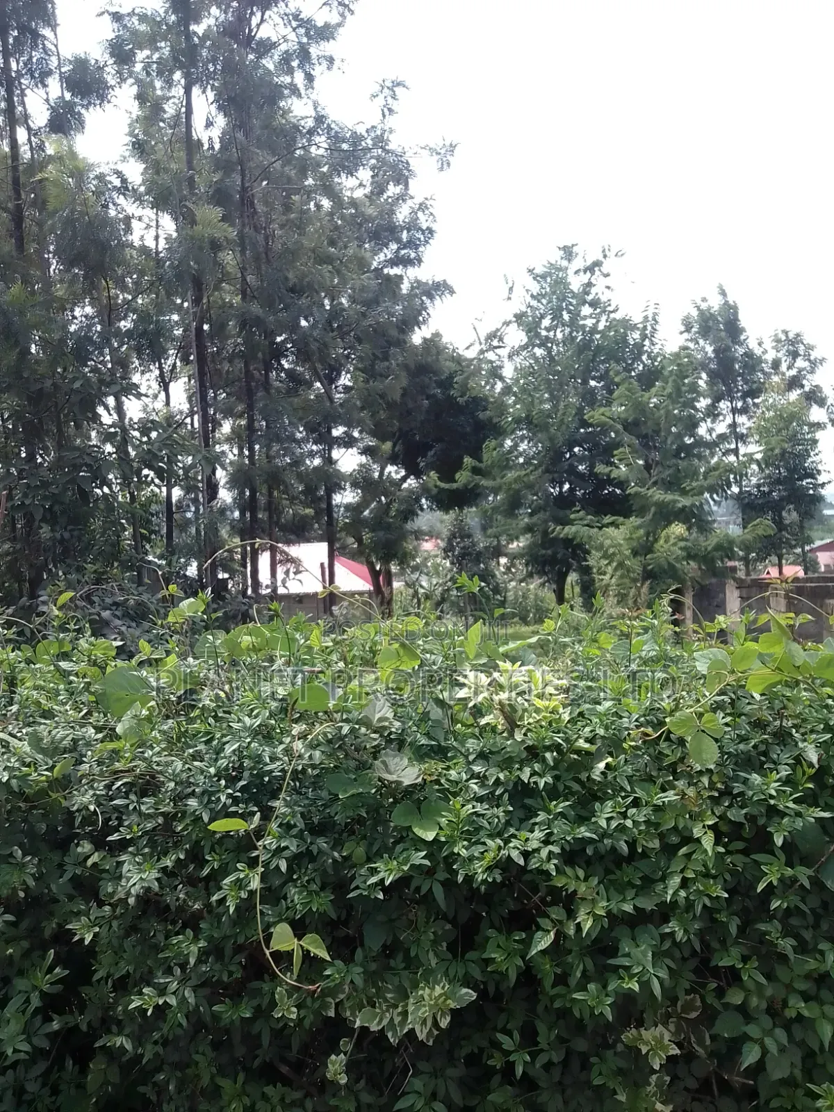 Ruaka B Distress Sale in Ruaka