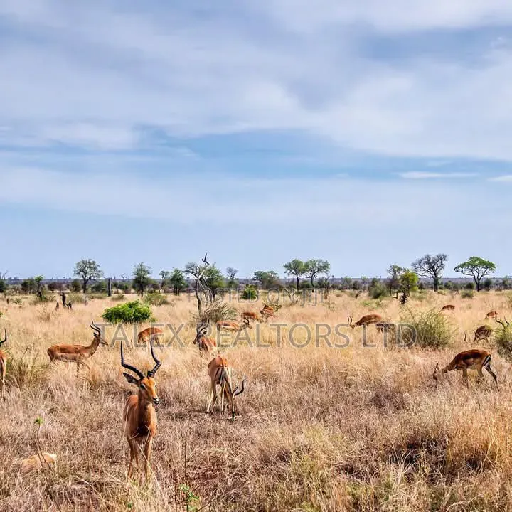 -acres-of Gold:River-front-agricultural Empire In Laikipia East in Impala