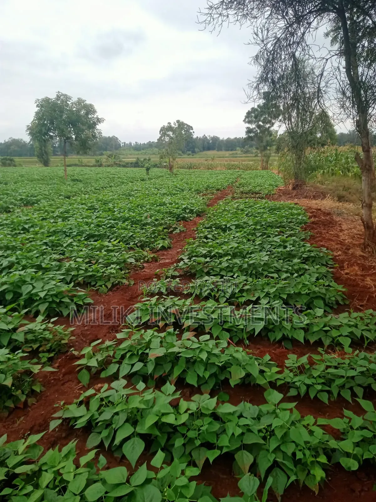 2 Acres of Land on Sale at Kirinyaga-Nyangati in Nyangati