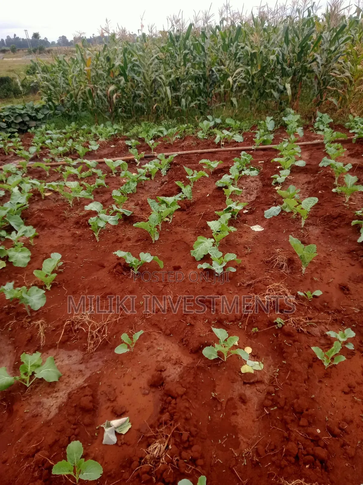 2 Acres of Land on Sale at Kirinyaga-Nyangati in Nyangati