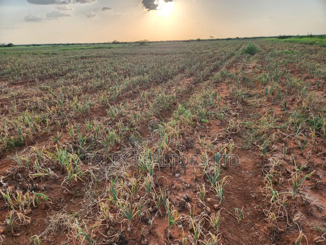 10,000-Acre Prime Land for Sale: Tana River Frontage | Ready Title in Garashi