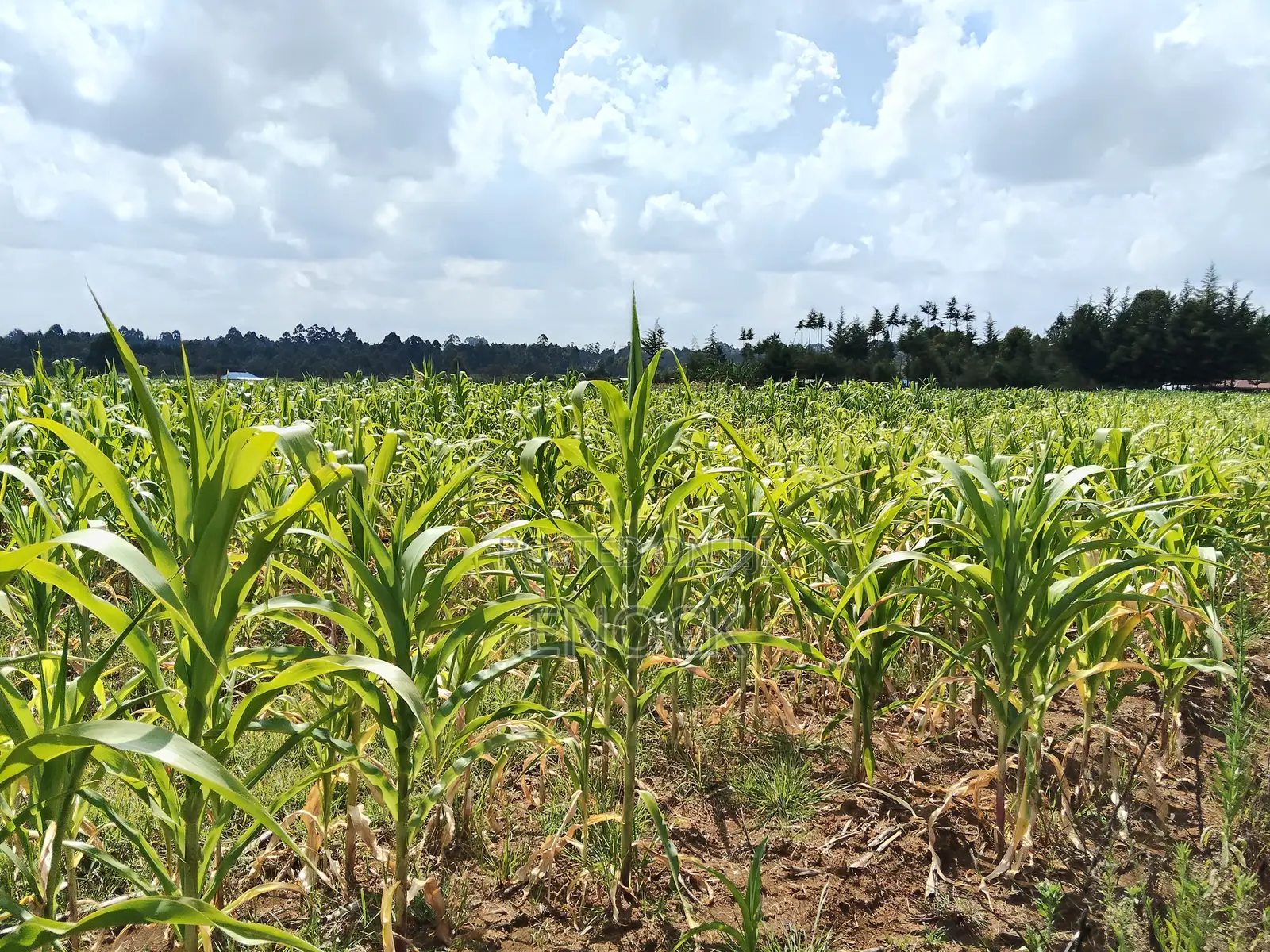 1.5acres for Sale in Mugundoi Cheptiret in Ngeria