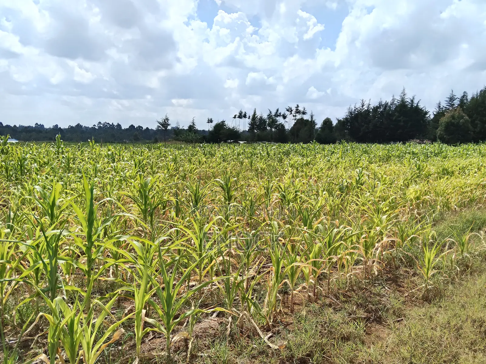 1.5acres for Sale in Mugundoi Cheptiret in Ngeria