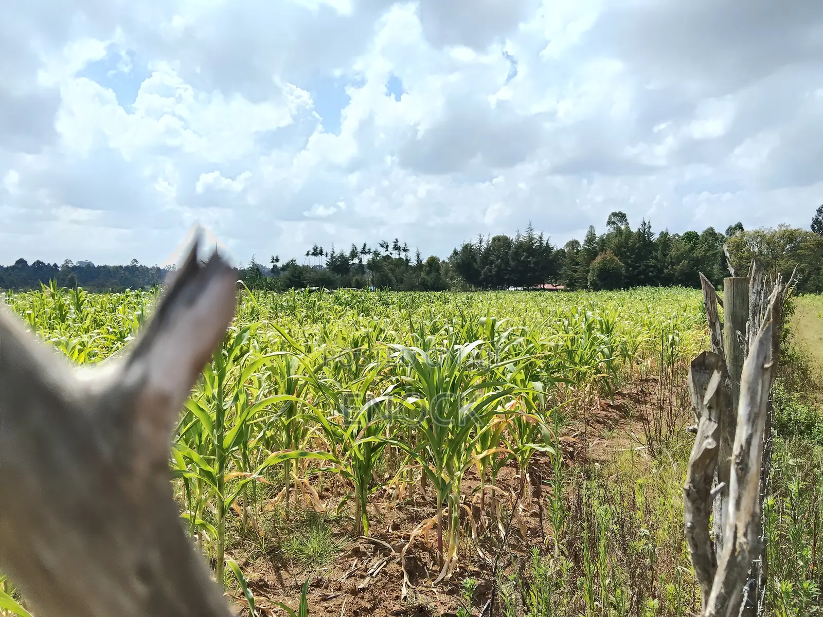 1.5acres for Sale in Mugundoi Cheptiret in Ngeria