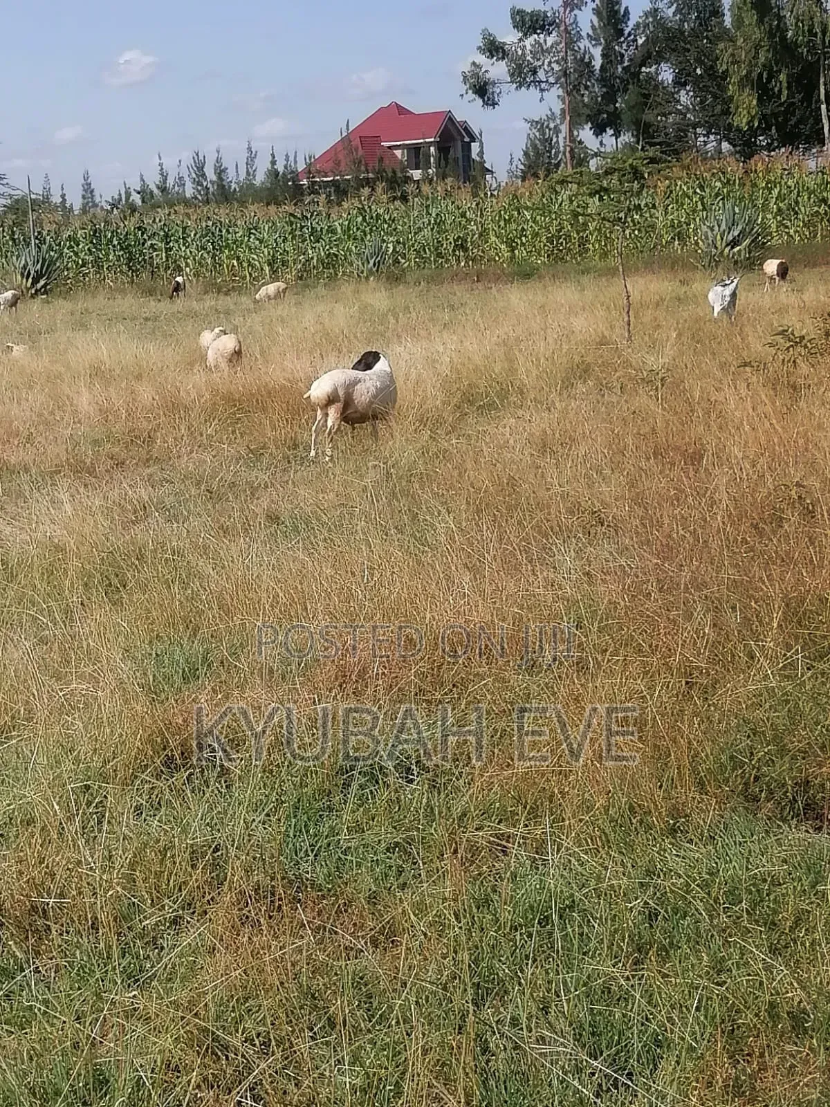Koma Prime Residential Plots on Sale in Koma Hills Area