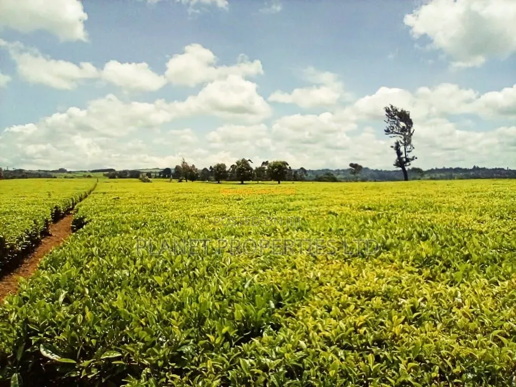 Limuru 64 Acre in Tigoni