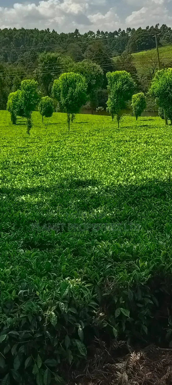 Limuru 64 Acre in Tigoni