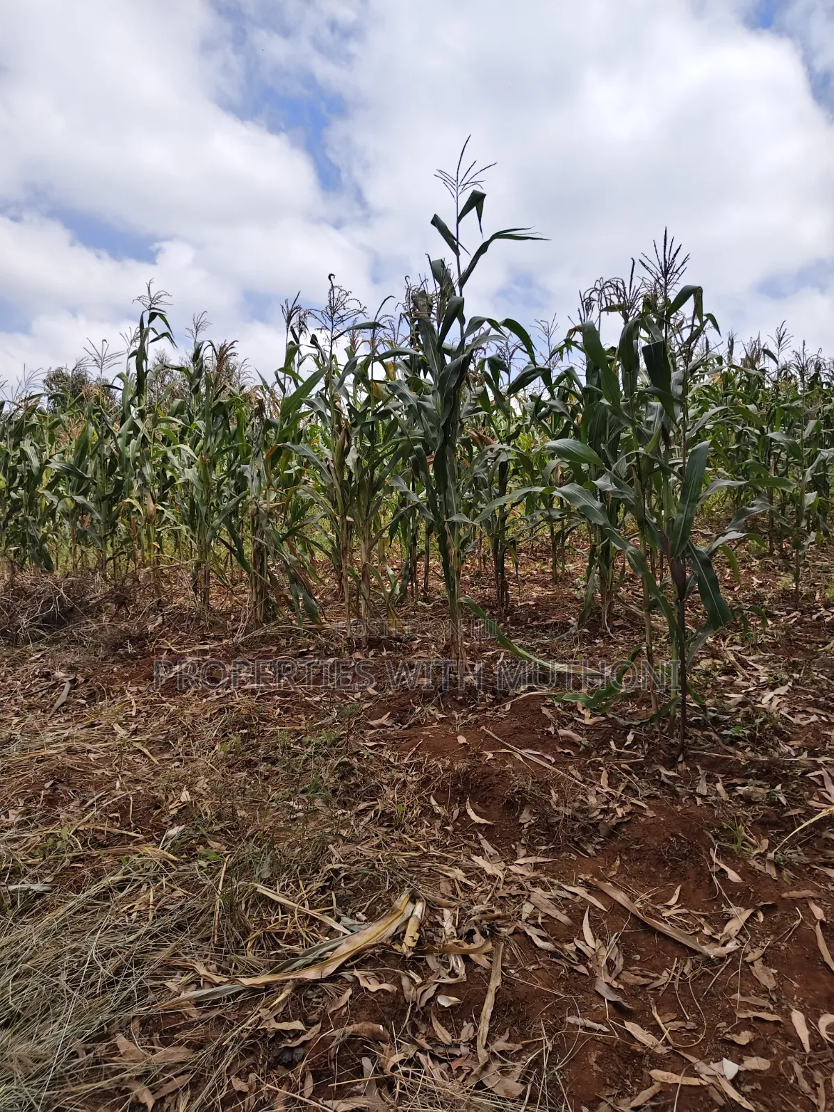2 Acres Land for Sale in Kamangu in Karai