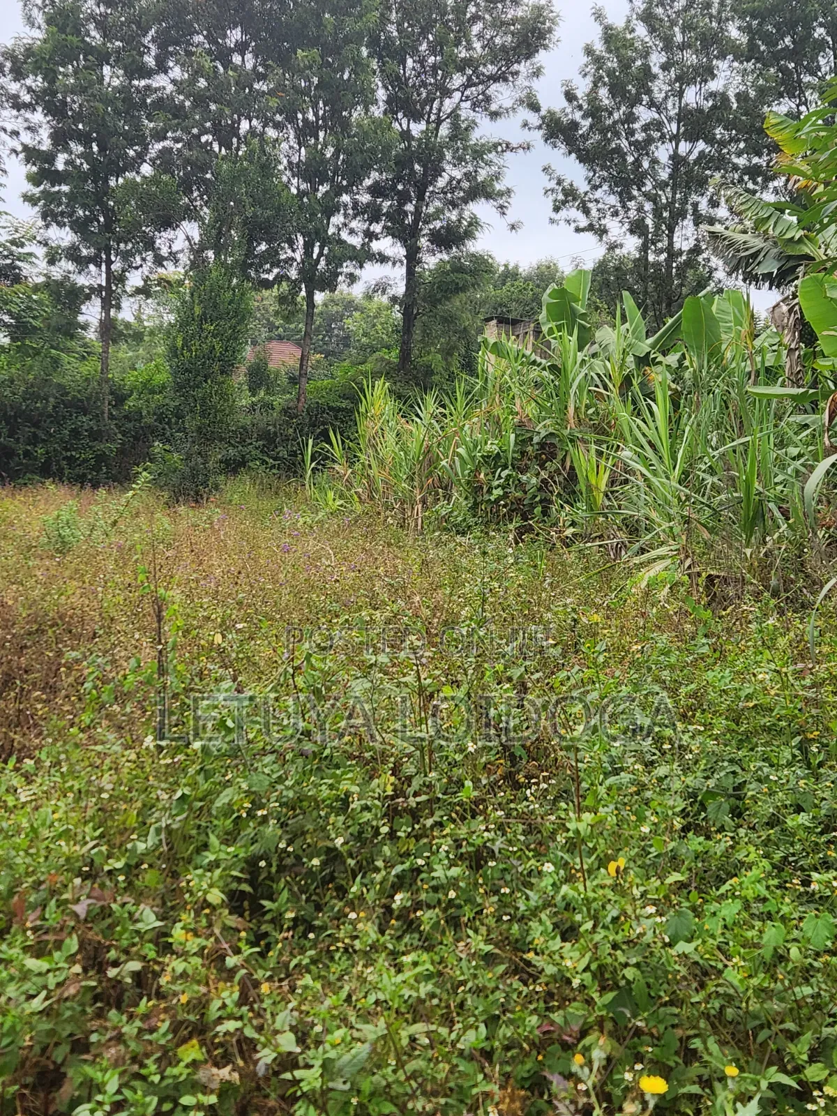 1⁄8 Acre Plots Kerarapon in Kerarapon