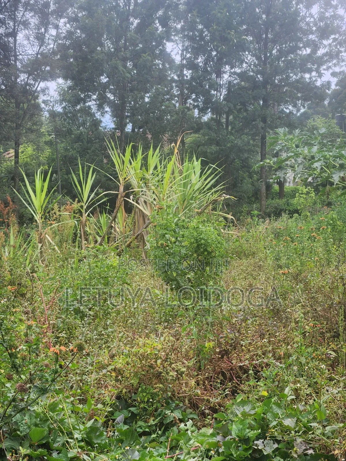 1⁄8 Acre Plots Kerarapon in Kerarapon