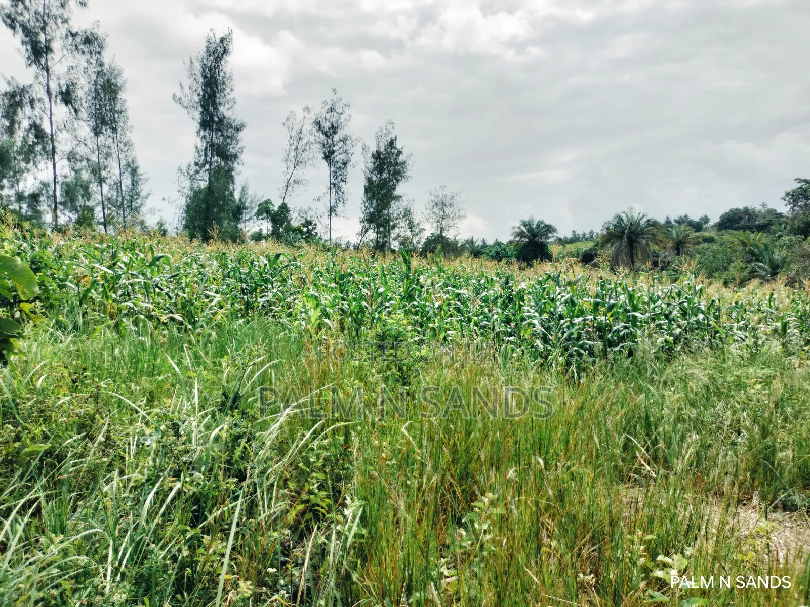  Unbeatable Value in Msambweni – 18 Acres for Only KSH 8m!  in Ukunda