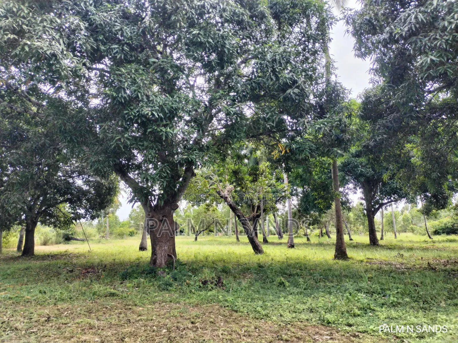  Unbeatable Value in Msambweni – 18 Acres for Only KSH 8m!  in Ukunda