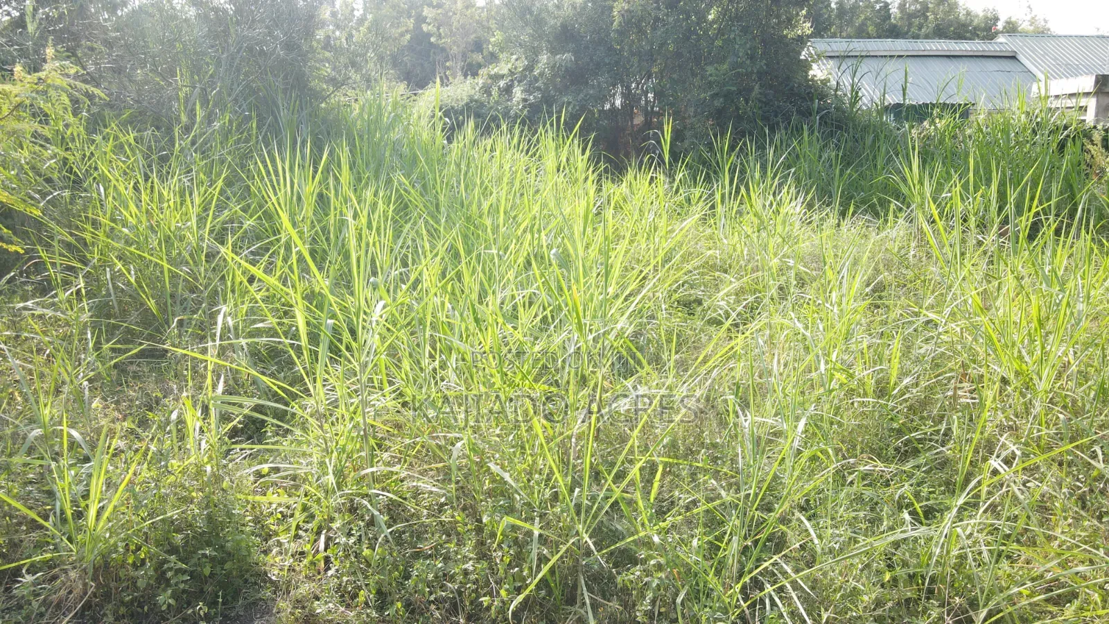 1/4 Acre Pieces Olepos at 11m in Ole Polos
