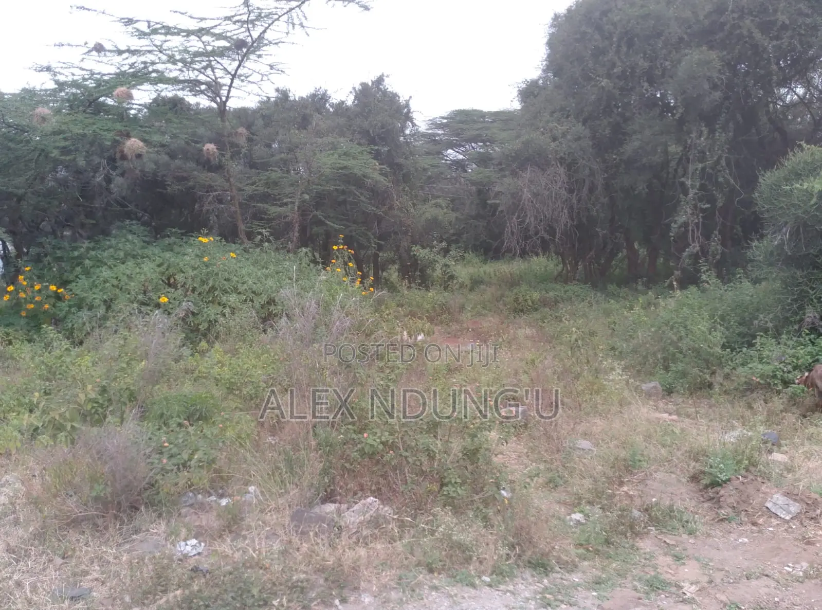 Residential Plot for Sale - Ongata Rongai in Maasai Lodge