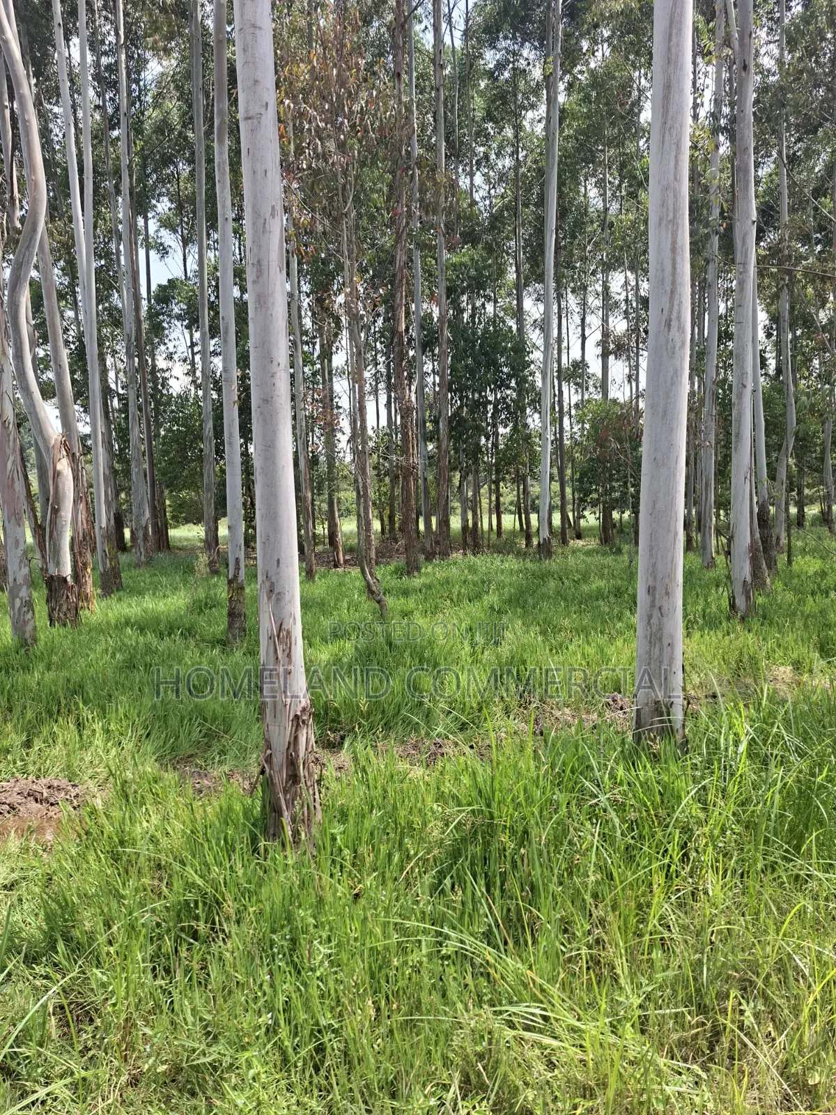 Land for Sale in Karen in Karen C