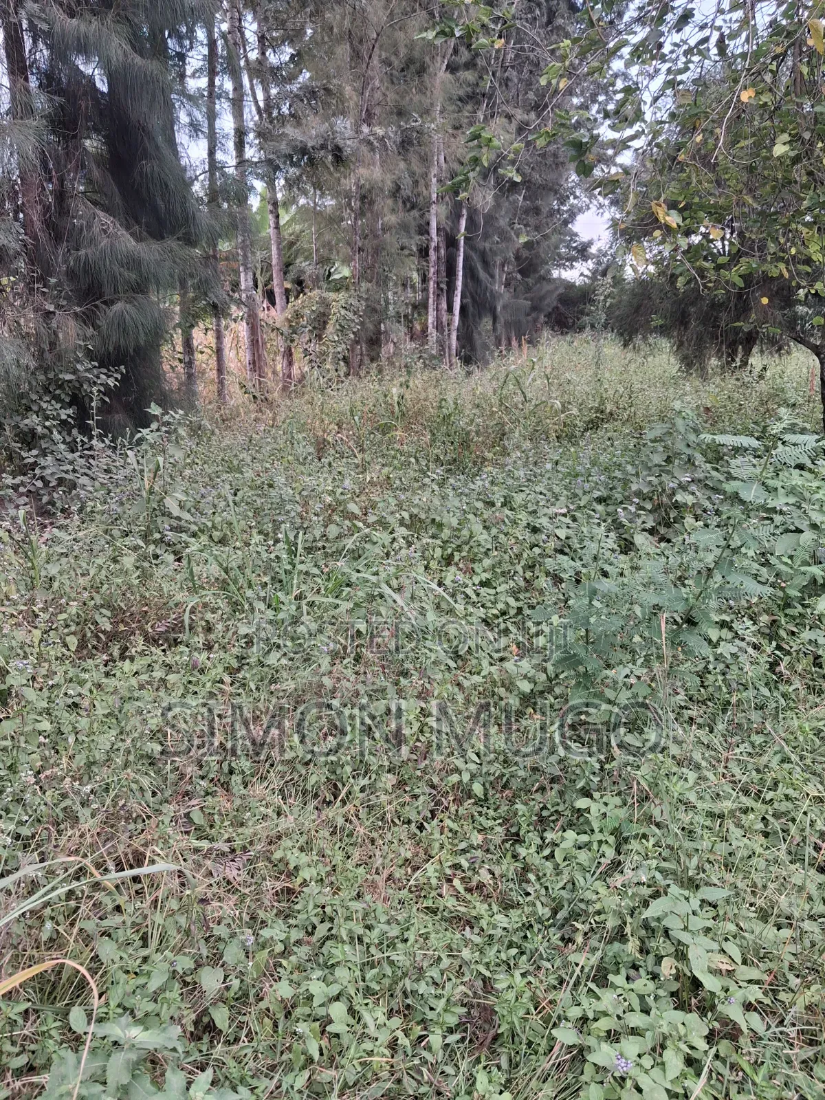 Kamiti Road Commercial 1/2 Acre to Let Fronting Main Kamiti Road in Kahawa Maziwa