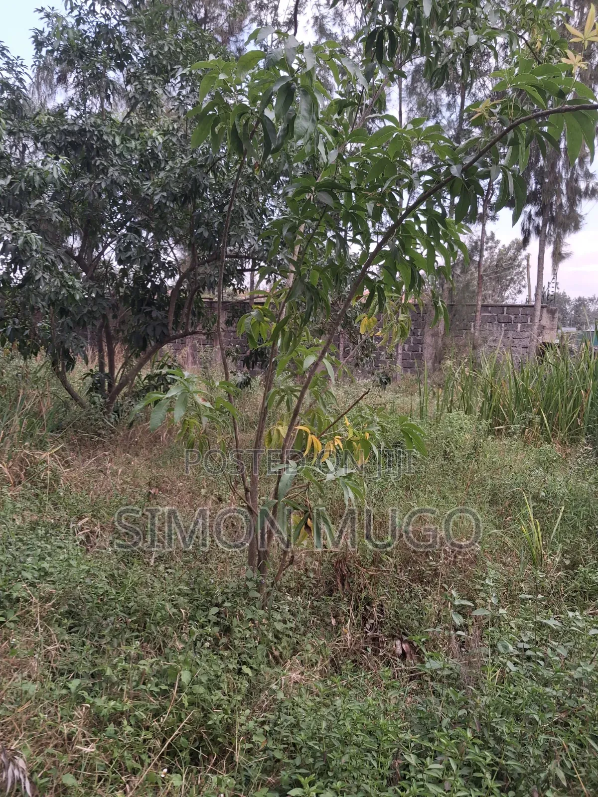 Kamiti Road Commercial 1/2 Acre to Let Fronting Main Kamiti Road in Kahawa Maziwa