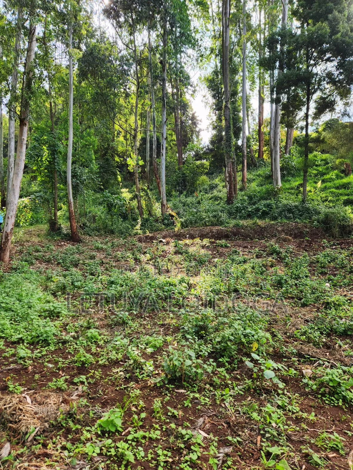 1 Acre Ngong-Kahara (Fronting Ngong-Kahara Road) in Matasia